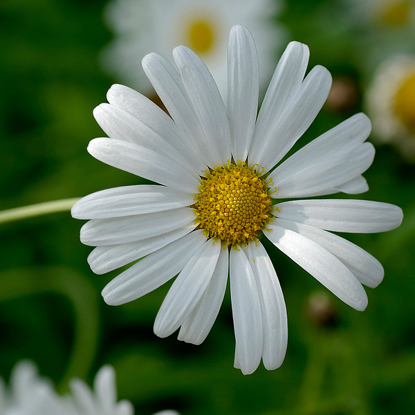 Blume_DDD7051_Bildgröße ändern.jpg